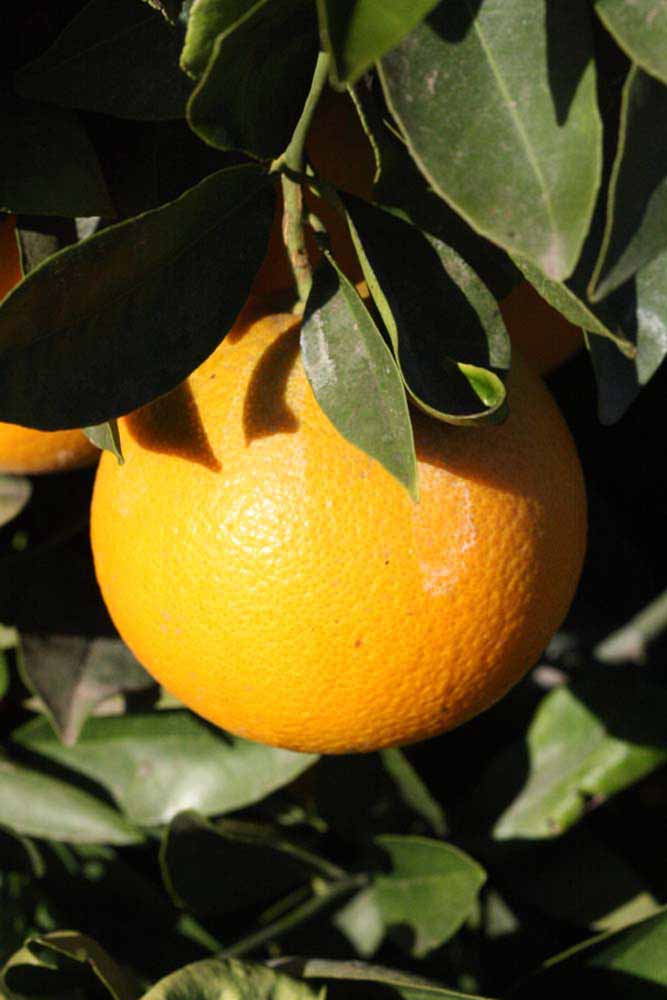            Fruit (Riverside, CA)   